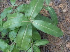Asclepias hypoleuca