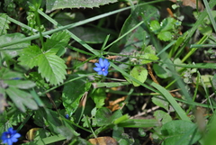 Gentiana crassuloides