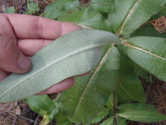 Asclepias hypoleuca