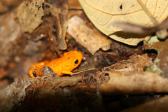 Brachycephalus alipioi