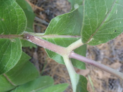 Asclepias hypoleuca