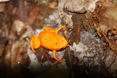 Brachycephalus alipioi