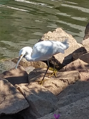 Egretta thula thula