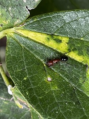 Camponotus decipiens