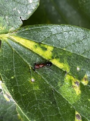 Camponotus decipiens