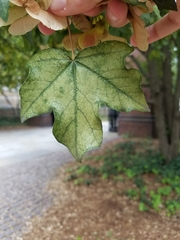 Acer