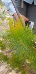 Serruria florida