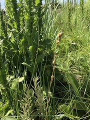 Silene burchellii modesta