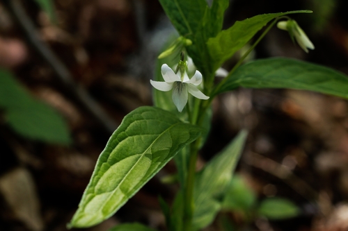 Viola thibaudieri iNat (2)