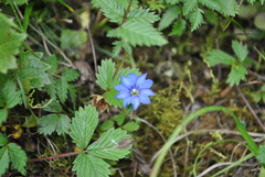 Gentiana crassuloides