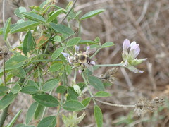 Amegilla quadrifasciata maderae