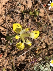 Moraea macronyx