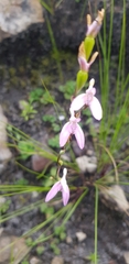 Disa obliqua