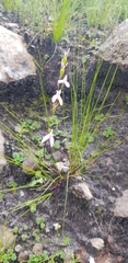 Disa obliqua