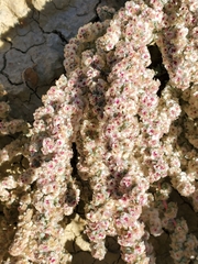 Halogeton