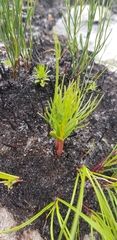 Serruria florida