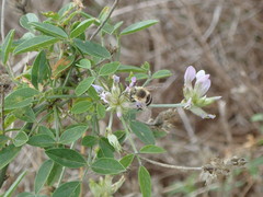 Amegilla quadrifasciata maderae