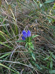 Gentiana catesbaei
