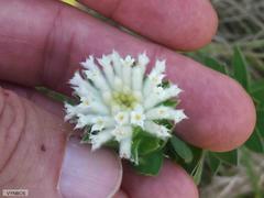 Lasiosiphon calocephalus