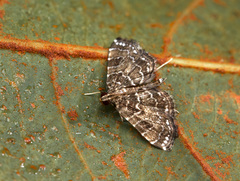 Lepidoptera