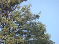 Phoradendron pauciflorum