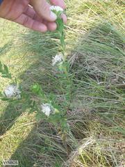 Lasiosiphon calocephalus