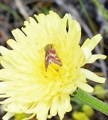 Schinia cardui