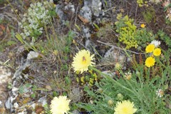 Crepis albida