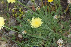 Crepis albida