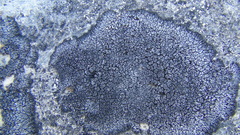 Montanelia disjuncta