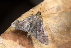 Lepidoptera