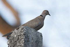 Streptopelia decaocto