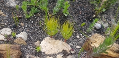Serruria florida