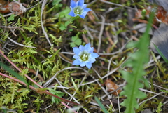 Gentiana szechenyii