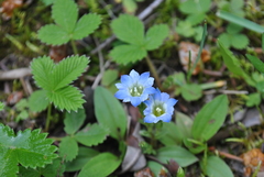 Gentiana szechenyii