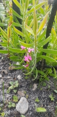 Disa obliqua clavigera