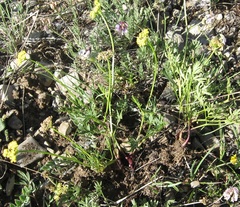 Musineon vaginatum