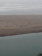 Phoca vitulina