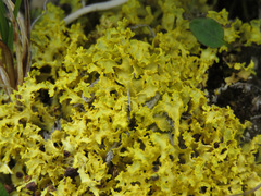 Vulpicida juniperinus