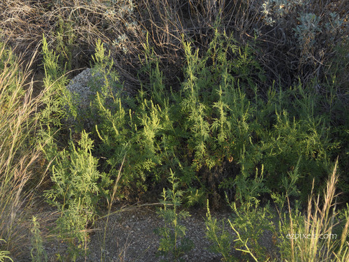 Ambrosia confertiflora