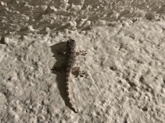 Tarentola mauritanica