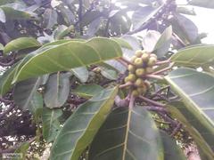 Ficus