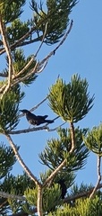 Corvus orru