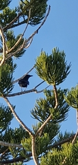 Corvus orru