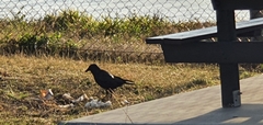 Corvus orru