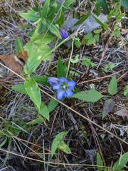 Gentiana catesbaei