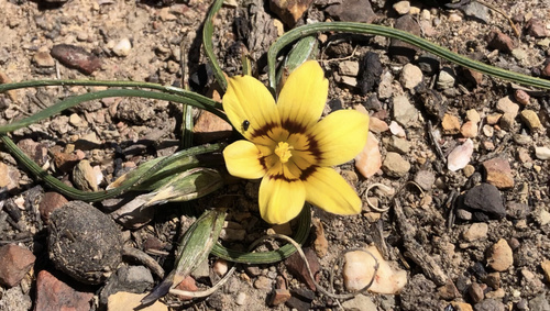 Romulea luteiflora