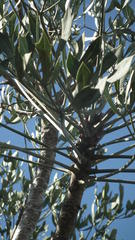 Cussonia gamtoosensis