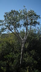 Cussonia gamtoosensis