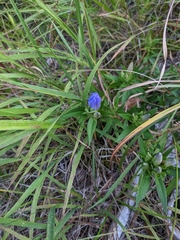 Gentiana catesbaei